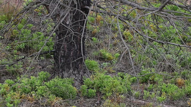 Forest ground vegetation few years after forest fire. There is typical plant wich survive in fire or regenerate very well after fire: clubmoss Diphasiastrum complanatum. Boreal forest.
