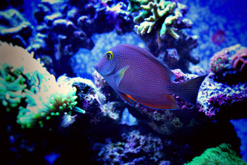 Kole yellow eye tang (Ctenochaetus strigosus)