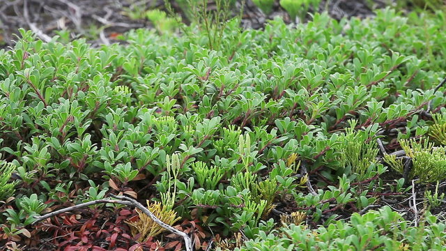 These are typical plants wich survive in fire or regenerate very well after fire: bearberry Arctostaphylos uva-ursi and clubmoss Diphasiastrum complanatum.