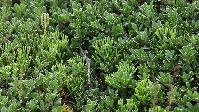 These are typical plants wich survive in fire or regenerate very well after fire: bearberry Arctostaphylos uva-ursi and clubmoss Diphasiastrum complanatum. Boreal forest.