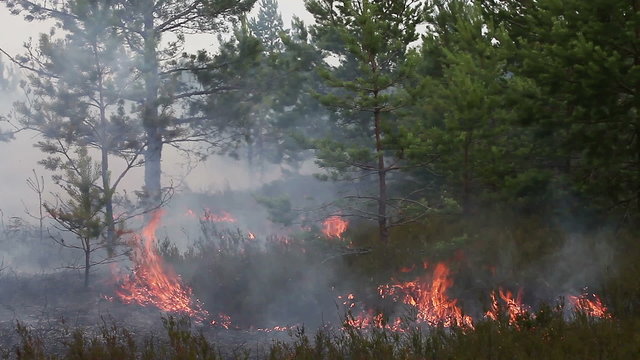 Wood ground fire under pine trees. Fire engine mooving in the background. This wood fire footage appropriate to visualize wildfire or prescribed burning.