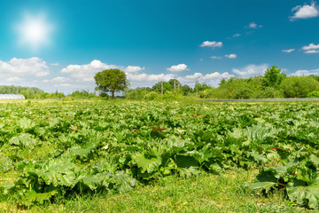Fototapeta na wymiar Rhubarb grows in a farmers field