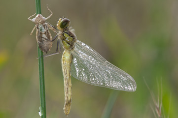 Metamorfosis libélula Sympetrum