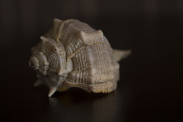 empty shell of a sea animal on dark blurry background