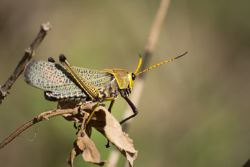 Un saltamonte o chapulín se apoya en una hoja seca.