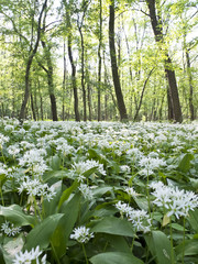 Bärlauchwald