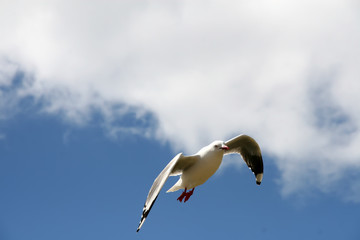 Red-billed Gull, Larus novaehollandiae in flight, South Island New Zealand