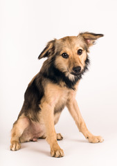 Mixed breed dog portrait at studio