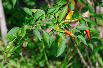 Obraz premium ripe red and green hot chilli peppers on tree in home garden
