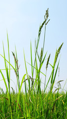 Obraz premium Weed grows in rice field