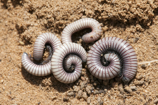 milpi&eacute;s