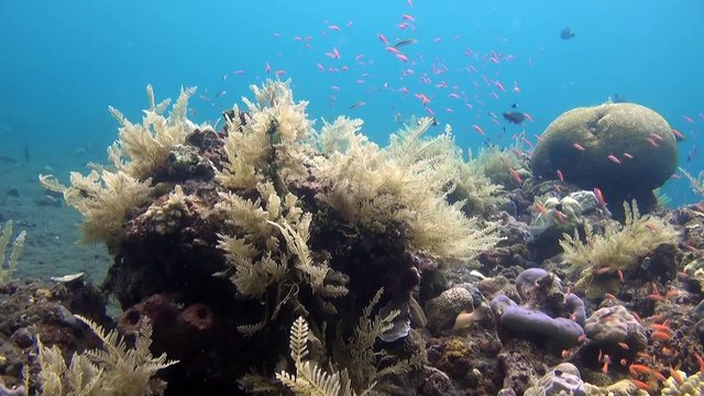 Coral reefs of Indonesia
