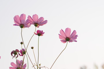 Obraz na płótnie Canvas Pink flower blossom 