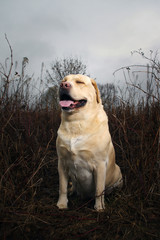 Friendly labrador retriever during dogs training sitting on autumn leaves and looking up. Autumn time and park scene