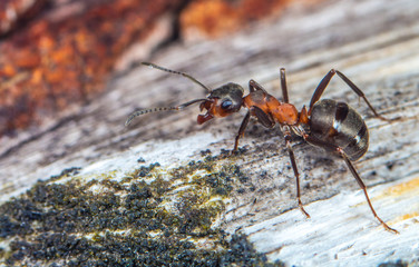 Rote Waldameise (Formica rufa) 