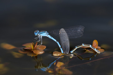 libélulas mosca damisela cópula