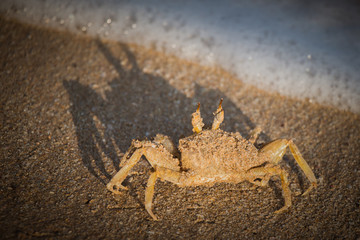 Crab on the sand