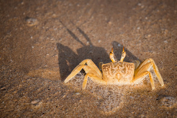 Crab on wet sand