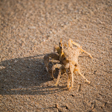 Crab walking on the sand
