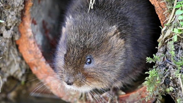 Water Vole