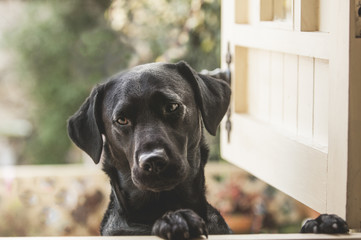 cute black labrador