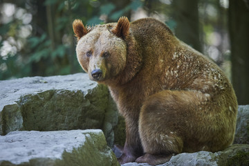 Fototapeta premium Braunbär Portrait