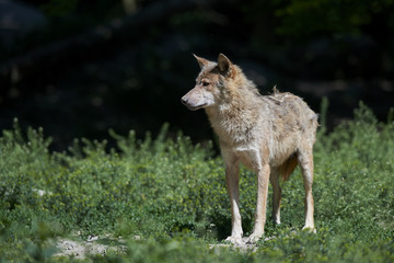 Ein kanadischer Timberwolf im Sommer
