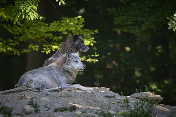 Ein kanadischer Timberwolf im Sommer