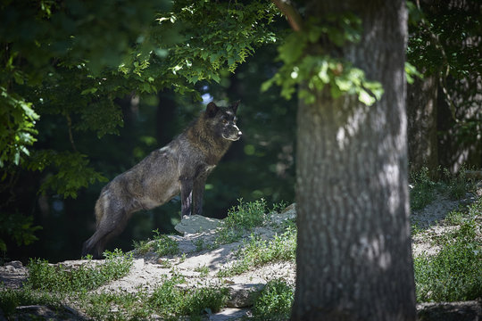 Ein kanadischer Timberwolf im Sommer