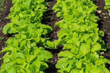 Green choy in vegetable garden.