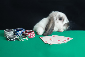poker d'assi coniglio 