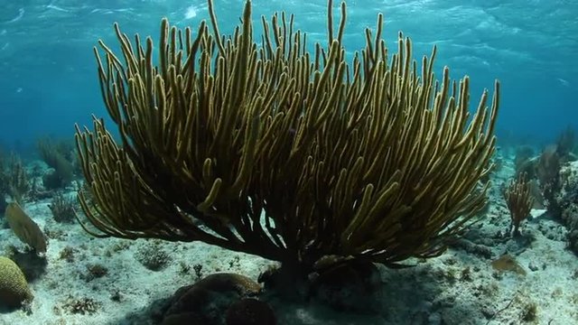 Caribbean Gorgonian Underwater
