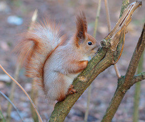 Squirrel in the winter sitting on tree branch