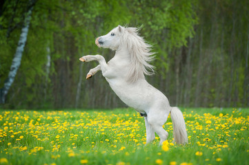 White shetland pony rearing up on its hind legs on the field with yellow flowers
