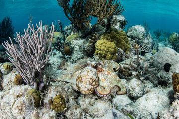Caribbean Octopus Exploring Reef