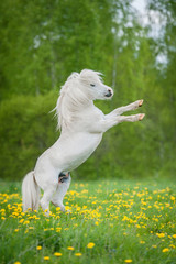Plakat White shetland pony rearing up on its hind legs on the field with flowers