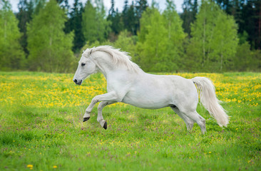 Obraz na płótnie Canvas Beautiful white andalusian horse running on the field with dandelions