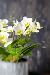 Obraz premium Weiße Orchideen