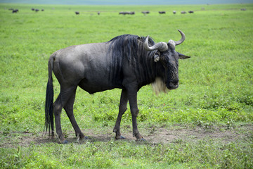 Wildebeest migrating on the Serengeti plains