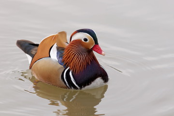 Mandarin