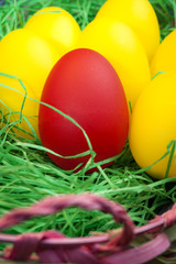 Pink easter basket with green grass and a single red egg surrounded by many yellow eggs. Easter is the christian holiday when christians celebrate the rebirth of Jesus Christ