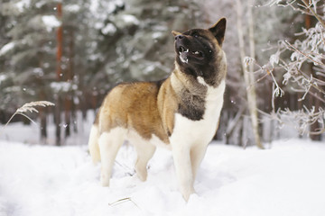 American Akita dog staying in the snow in winter forest
