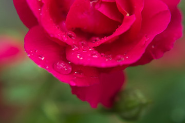 Pink rose. Water drops on rose-petals close up.