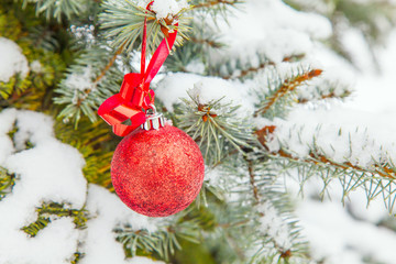 covered with snow branch of a Christmas tree and brilliant red ball isolated on white background