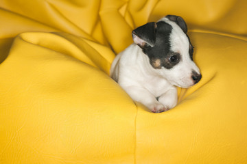 Jack Russell resting in a pouf