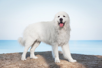 Polish Tatra Sheepdog. Role model in its breed. Also known as Podhalan