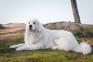 Polish Tatra Sheepdog. Role model in its breed. Also known as Podhalan