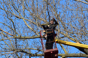 Pruning trees using a lift-arm