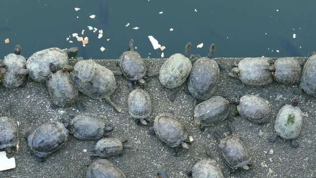 Turtles eating and resting next to koi pond