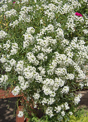 Duftsteinrich - Lobularia maritima